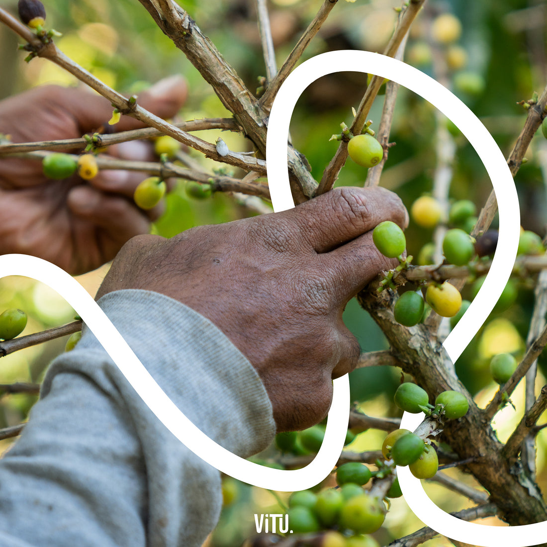 Transform Your Coffee Routine: Eco-Friendly Tips to Repurpose Coffee Grounds